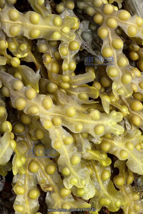 : Bladder wrack, Pleubian, Cetes-d'Armor, France : Bladder wrack, Pleubian, Cetes-d'Armor, France