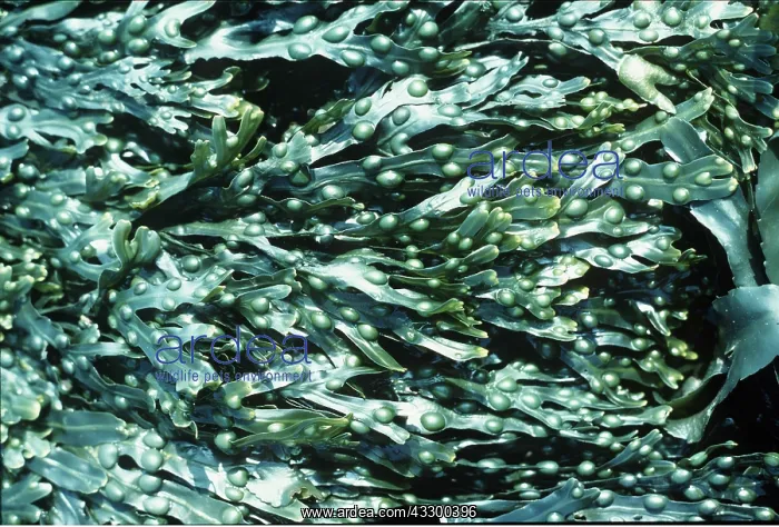 : BLADDER WRACK SEAWEED : BLADDER WRACK SEAWEED