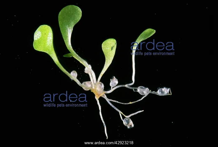 : Bladderwort - African sp. insectivorous : Bladderwort - African sp. insectivorous