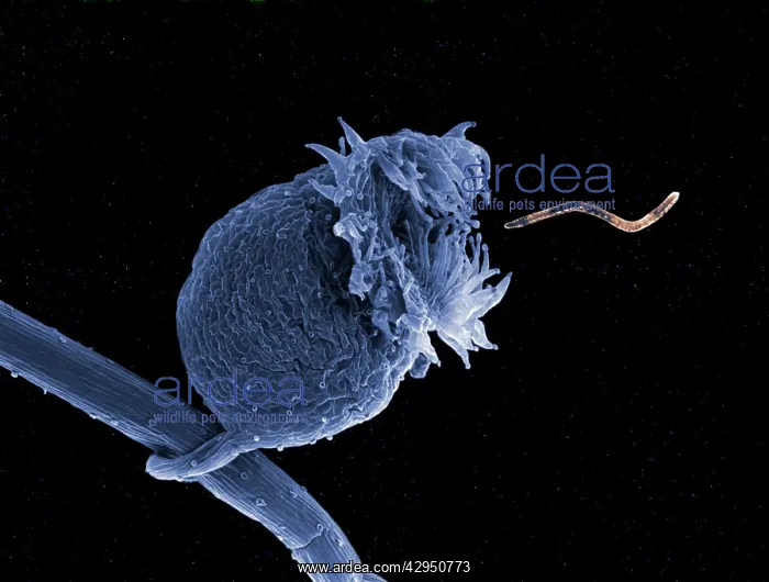 : Bladderwort - bladder-like sac, ready to suck a worm in : Bladderwort - bladder-like sac, ready to suck a worm in