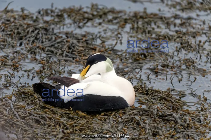 : Bladderwrack : Bladderwrack
