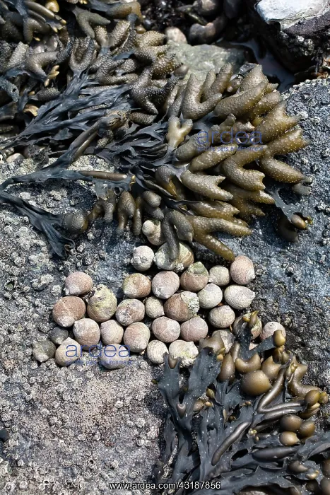 : Bladderwrack : Bladderwrack