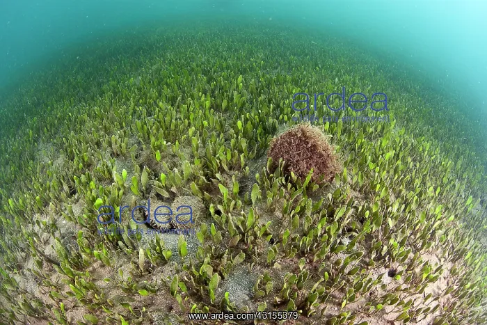 : Blade Algae : Blade Algae