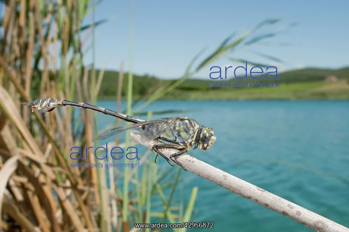: Bladetail Dragonfly - in habitat : Bladetail Dragonfly - in habitat