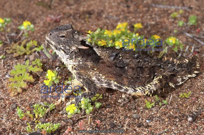 : Blainville's Horned Lizard : Blainville's Horned Lizard