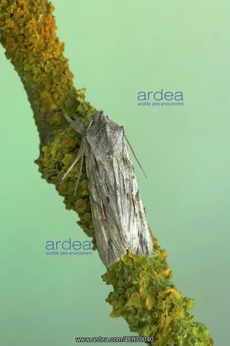 : Blair's Shoulder Knot Moth : Blair's Shoulder Knot Moth