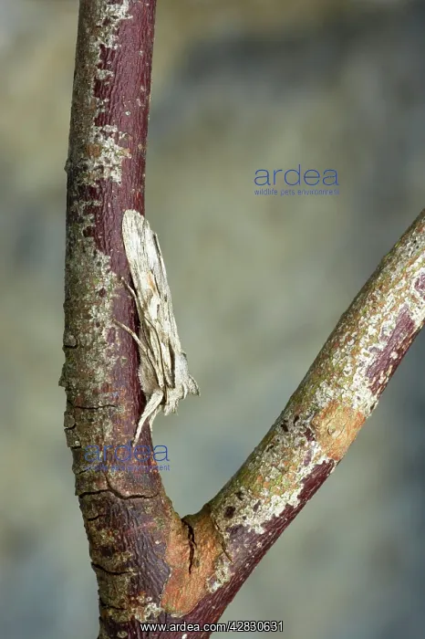 : Blair's Shoulder Knot Moth : Blair's Shoulder Knot Moth