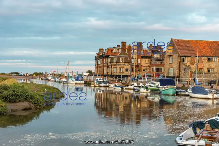 : Blakeney - Norfolk - UK : Blakeney - Norfolk - UK