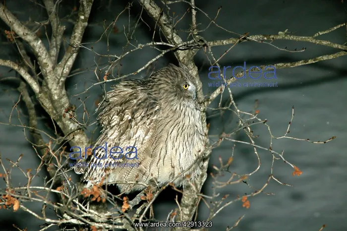 : Blakiston's Fish Owl : Blakiston's Fish Owl