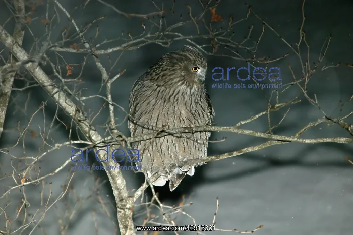: Blakiston's Fish Owl : Blakiston's Fish Owl