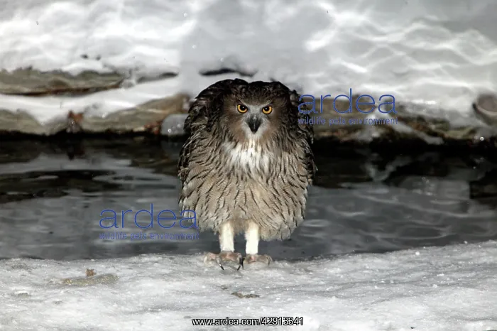 : Blakiston's Fish Owl : Blakiston's Fish Owl