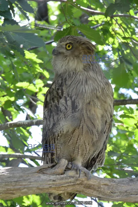 : Blakiston's Fish Owl, Japan : Blakiston's Fish Owl, Japan