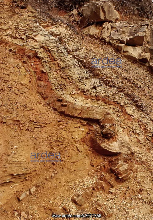 : Blakley Sandstone : Blakley Sandstone