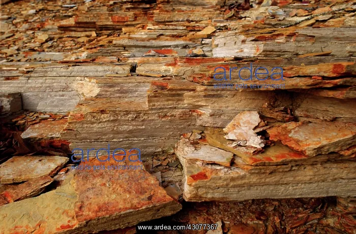 : Blakley Sandstone : Blakley Sandstone