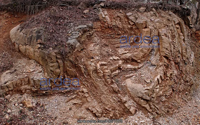 : Blakley Sandstone : Blakley Sandstone