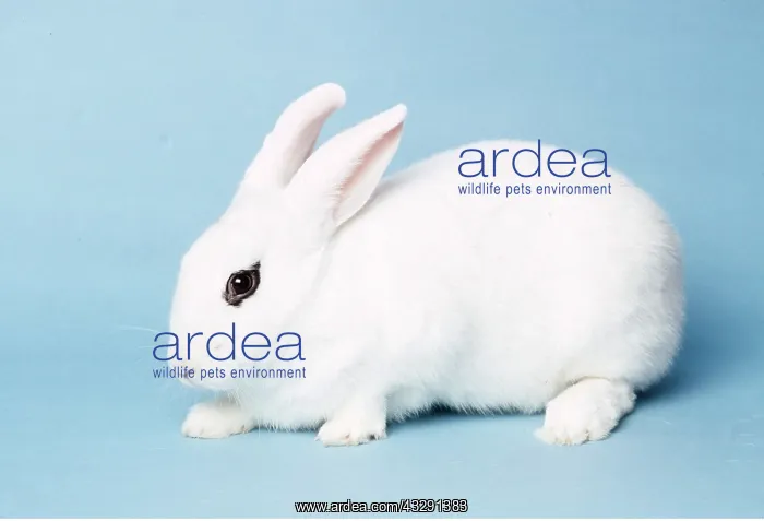 : BLANC DE HOTOT RABBIT : BLANC DE HOTOT RABBIT