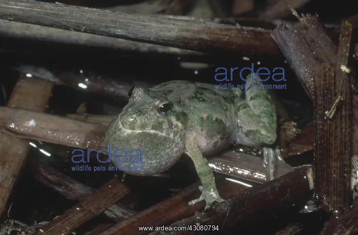 : Blanchard's Cricket Frog : Blanchard's Cricket Frog