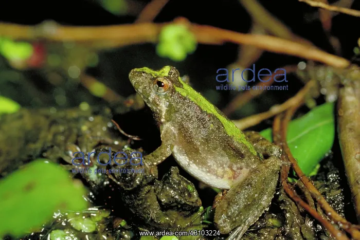 : Blanchard's cricket frog : Blanchard's cricket frog