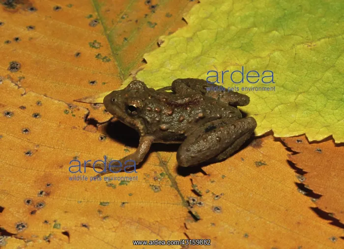 : Blanchard's Cricket Frog : Blanchard's Cricket Frog