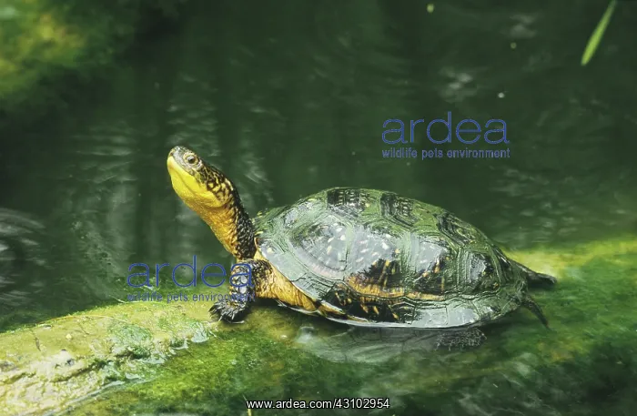 : Blanding's Turtle (Emydoidea blandingii) : Blanding's Turtle (Emydoidea blandingii)