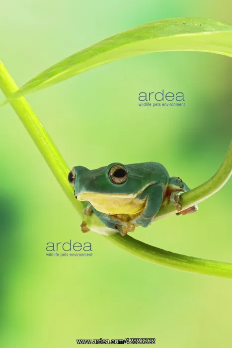  : Blanford Tree Frog - gripping plant stem