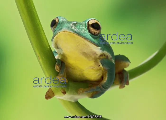 : Blanford Tree Frog - gripping plant stem : Blanford Tree Frog - gripping plant stem