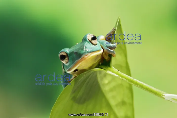 : Blanford Tree Frog - on leaf : Blanford Tree Frog - on leaf