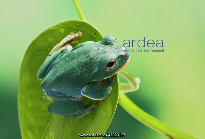 : Blanford Tree Frog - on leaf : Blanford Tree Frog - on leaf