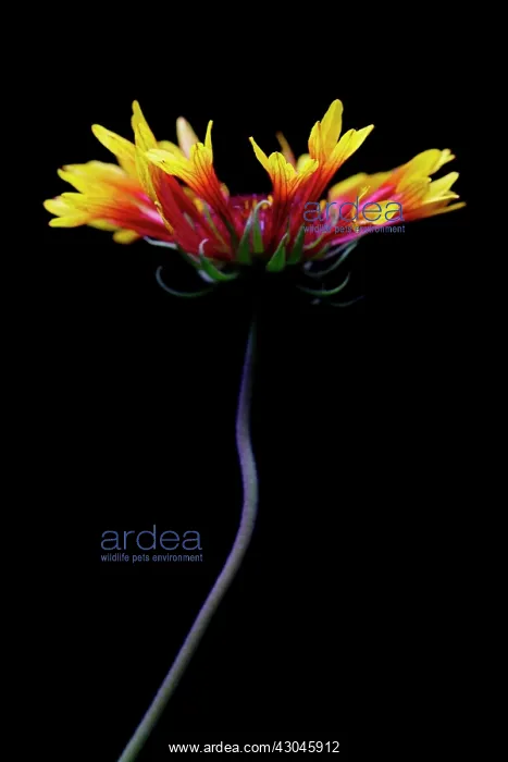 : Blanket flower : Blanket flower