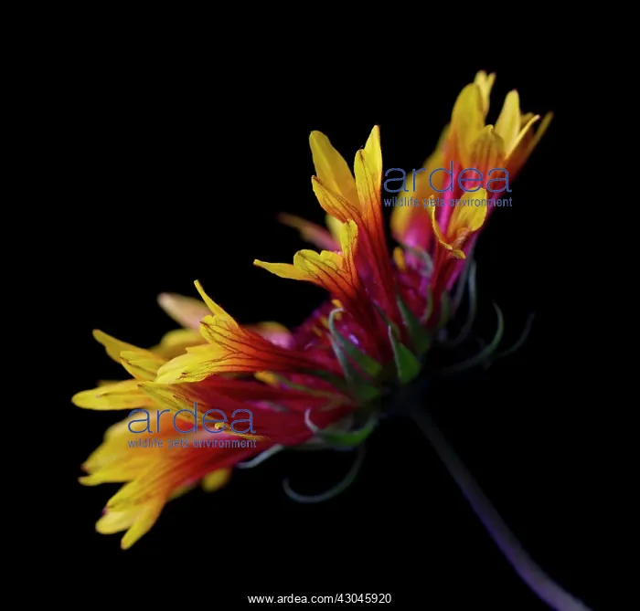 : Blanket flower : Blanket flower