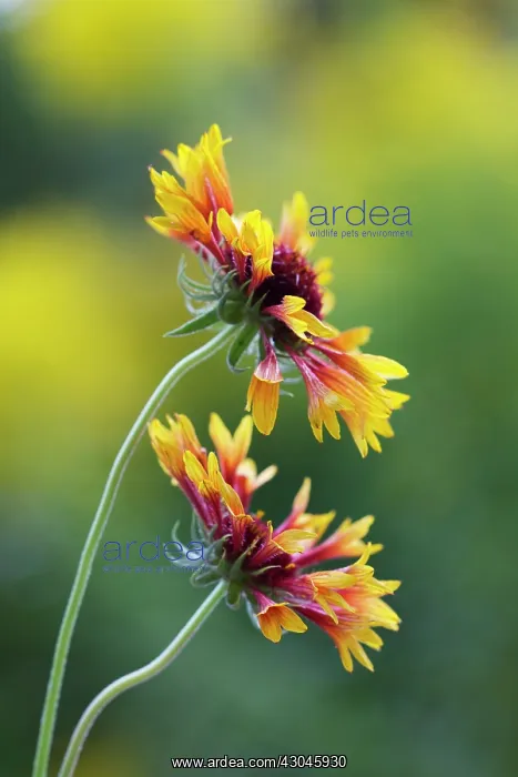 : Blanket flower : Blanket flower