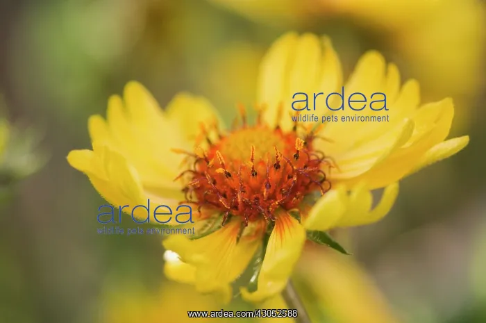 : Blanket flower : Blanket flower