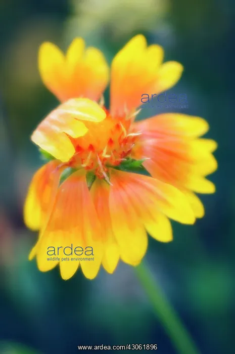  : Blanket flower