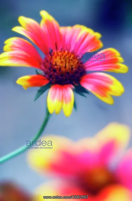 : Blanket flower : Blanket flower
