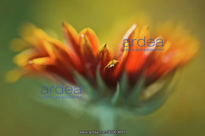 : Blanket flower : Blanket flower