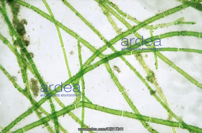 : Blanket weed filaments : Blanket weed filaments