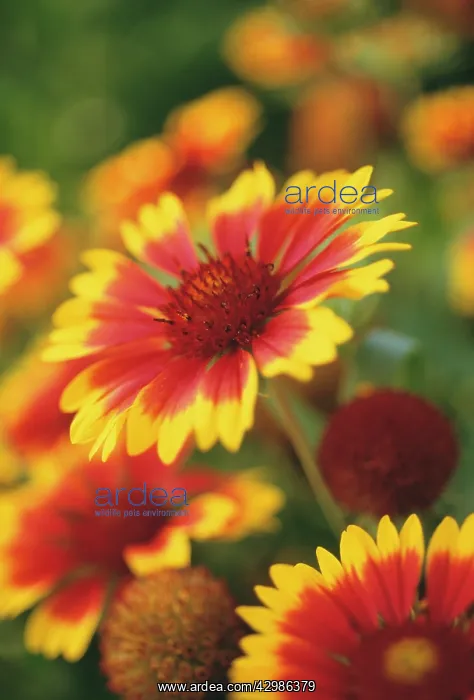 : Blanketflower : Blanketflower