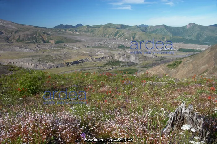 : Blast area of 1980 eruption and the regrowth of : Blast area of 1980 eruption and the regrowth of