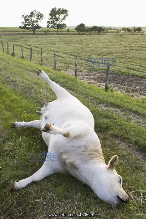: Blasted Charolais cows in a meadow : Blasted Charolais cows in a meadow