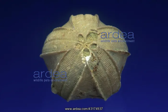 : Blastoid Fossil : Blastoid Fossil