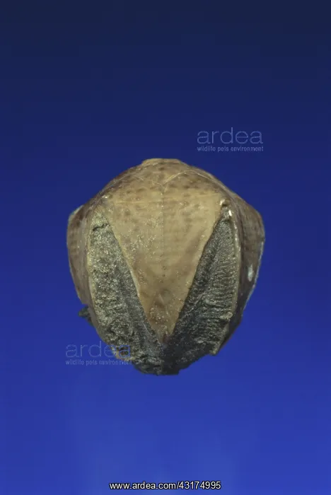 : Blastoid Fossil : Blastoid Fossil