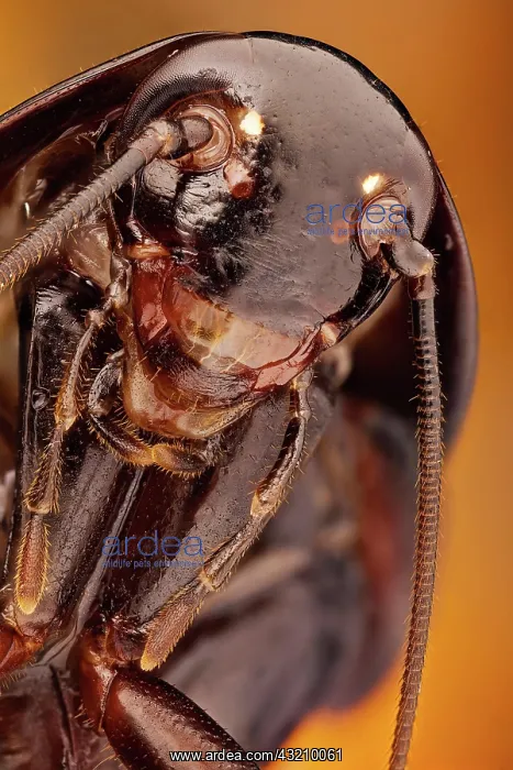 : Blatta (orientalis), also known as black beetle : Blatta (orientalis), also known as black beetle