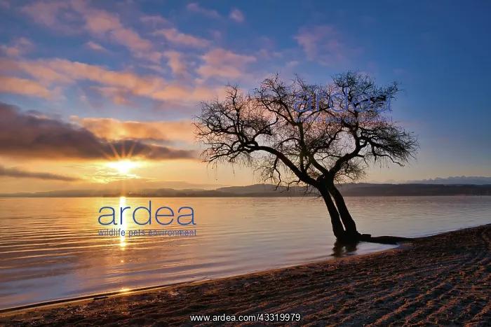: Blattloser Baum an einem Sandstrand am Murtensee : Blattloser Baum an einem Sandstrand am Murtensee
