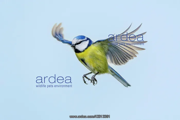 : Blaumeise (Parus caeruleus), Deutschland : Blaumeise (Parus caeruleus), Deutschland
