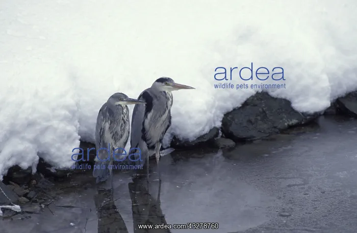  : blauwe reiger