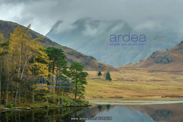 : Blea Tarn in autumn, with birches and Scots Pine : Blea Tarn in autumn, with birches and Scots Pine