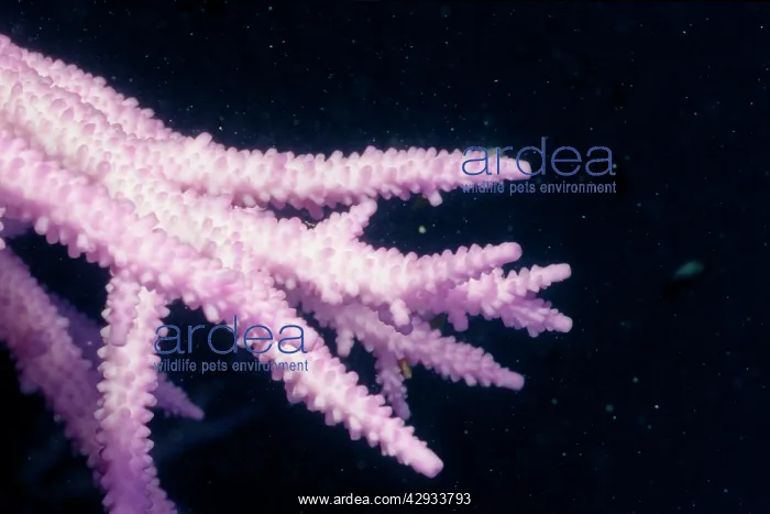 : Bleached branching coral, stressed by unusually : Bleached branching coral, stressed by unusually