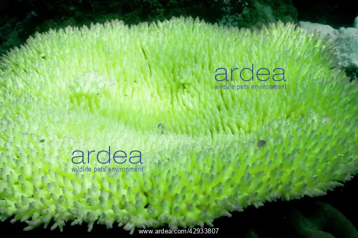 : Bleached branching coral, stressed by unusually : Bleached branching coral, stressed by unusually