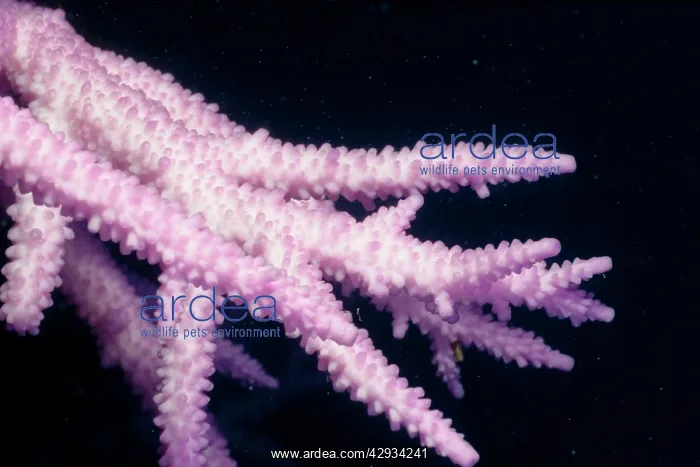 : Bleached branching coral, stressed by unusually : Bleached branching coral, stressed by unusually