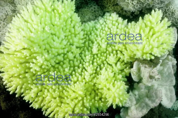 : Bleached branching coral, stressed by unusually : Bleached branching coral, stressed by unusually